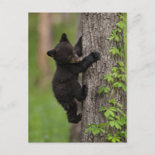 Cartão Postal Árvore de Subida do Urso Negro