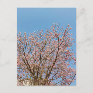 Cartão Postal árvore de trombeta rosa em plena floração	