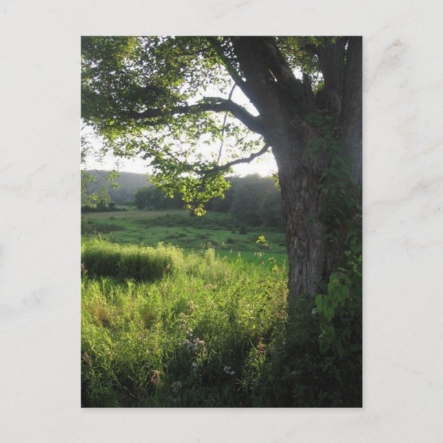 Cartão Postal árvore de verão (Frente)