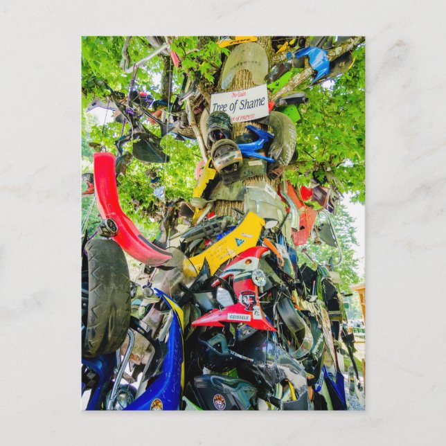 Cartão Postal árvore de vergonha cauda do dragão (Frente)