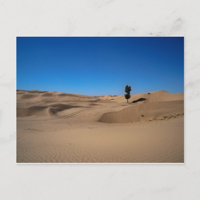Cartão Postal Árvore do Deserto (Frente)