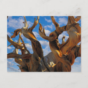 Cartão Postal Árvore do pinheiro Bristlecone