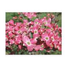 Árvore Dogwood em Bloom