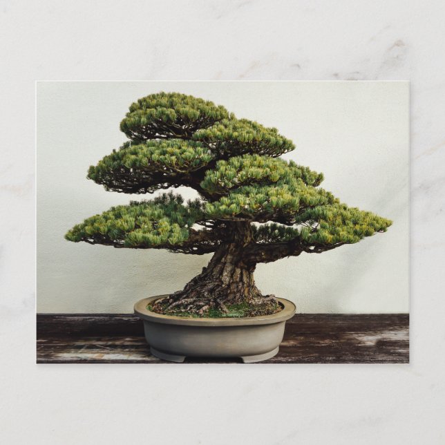 Cartão Postal Árvore dos bonsais de White Pine do japonês (Frente)