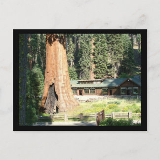 Cartão Postal Árvore e museu