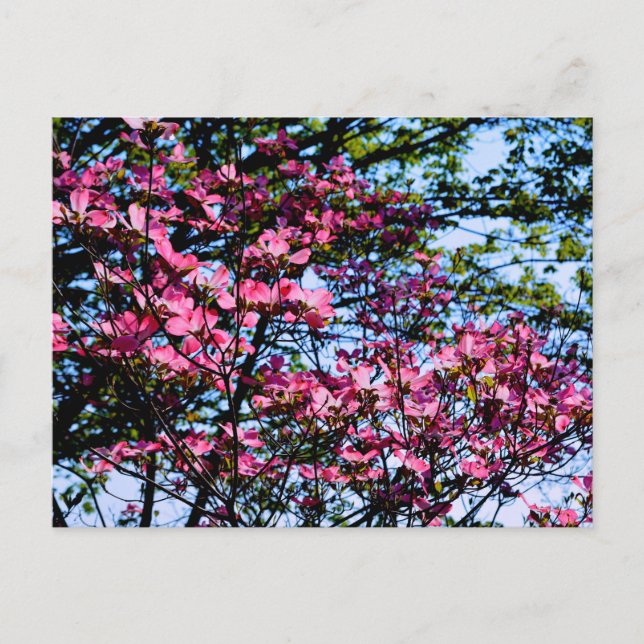 Cartão Postal Árvore elegante de floração cor-de-rosa de Dogwood (Frente)