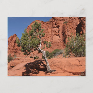 Cartão Postal Árvore em Sedona, Arizona