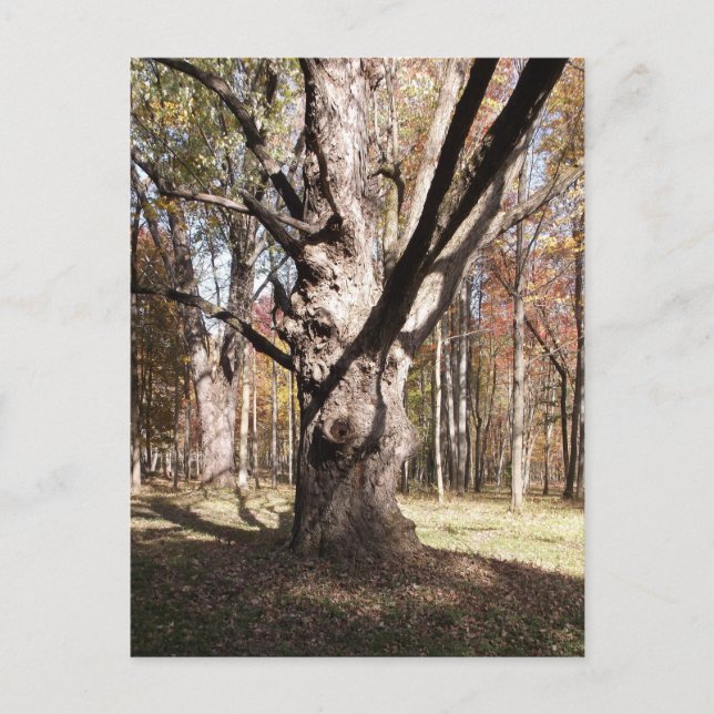 Cartão Postal Árvore Estranha (Frente)