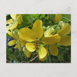 Cartão Postal Árvore Floral Amarela Tropical Chuva Dourada