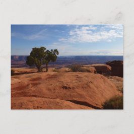 Cartão Postal Árvore Fora das Rochas Vermelhas I em Canyonlands