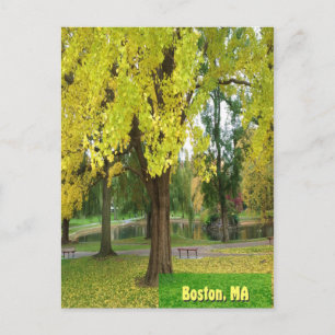 Cartão Postal Árvore Gingko Amarela - Jardim Público de Boston