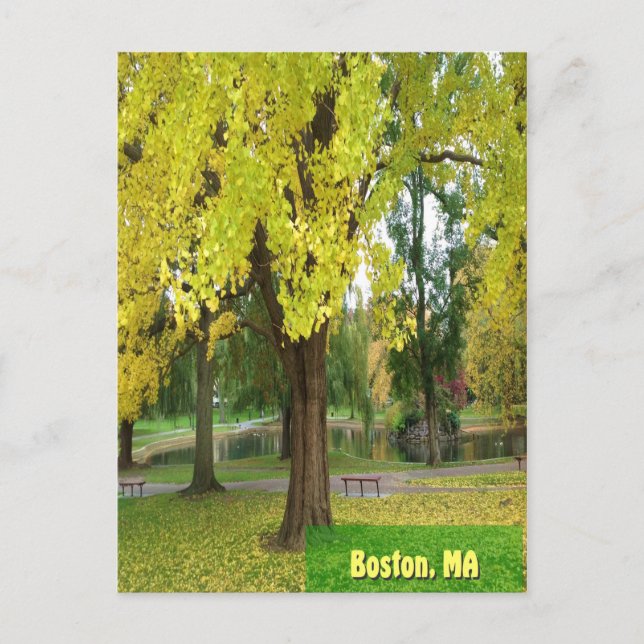 Cartão Postal Árvore Gingko Amarela - Jardim Público de Boston (Frente)