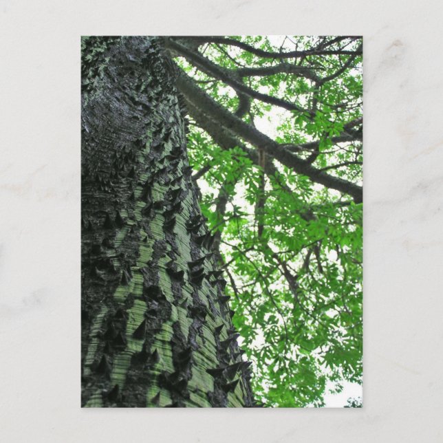 Cartão Postal Árvore Kapok no Funchal, Madeira (Portugal) (Frente)