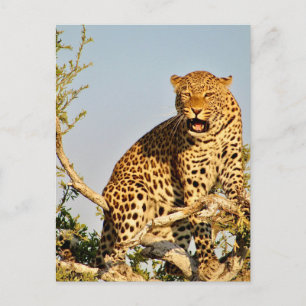 Cartão Postal árvore leopardo