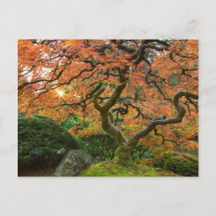 Cartão Postal Árvore Mapeada Nos Jardins Japoneses No Outono
