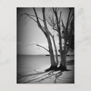 Cartão Postal Árvore Negra perto do Mar