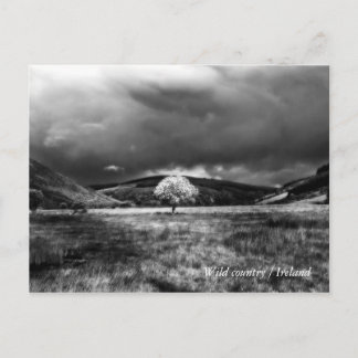 Cartão Postal Árvore no campo