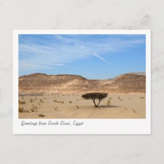 Cartão Postal Árvore no deserto, sul do Sinai, Egito