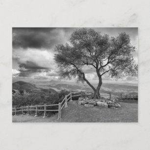 Cartão Postal Árvore no topo da colina