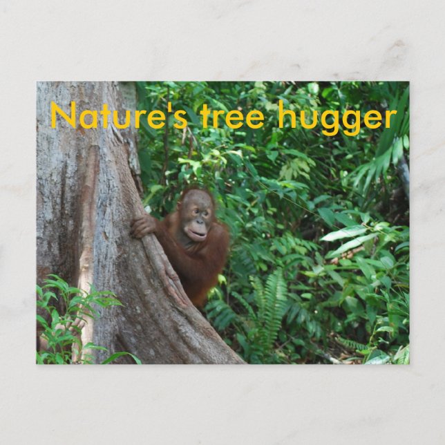 Cartão Postal Árvore Original Hugger Borneo Nature (Frente)