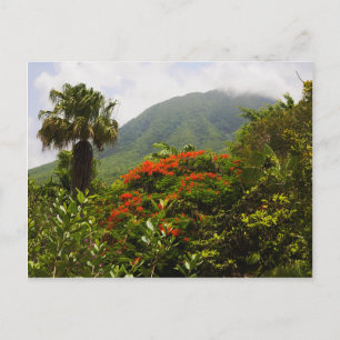 Cartão Postal Árvore Palm, Árvore Flamboyant, Pico de Vulcão 