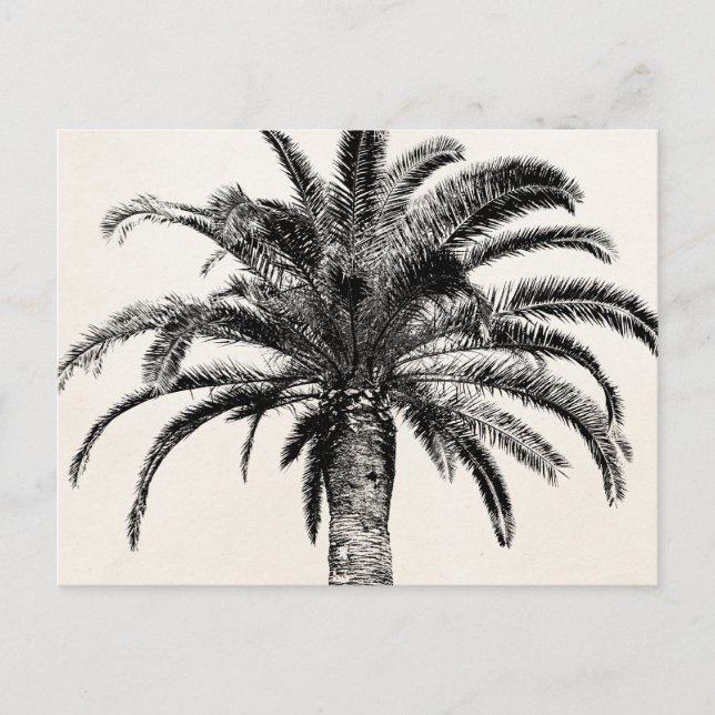 Cartão Postal Árvore Palm da Ilha Tropical de Preto e Branco (Frente)