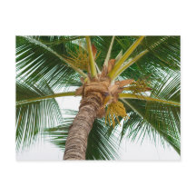 Árvore Palm de Baixo