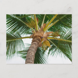 Cartão Postal Árvore Palm de Baixo