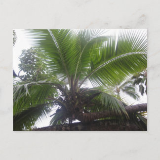 Cartão Postal Árvore Palm Havaiana Fechar