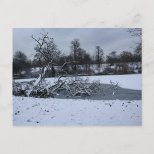 Cartão Postal Árvore pendurada na água no inverno