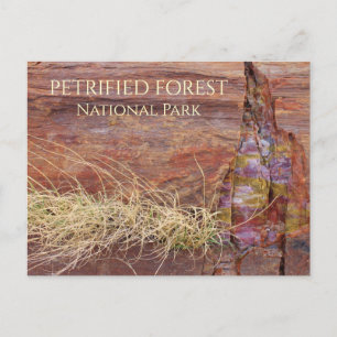 Cartão Postal Árvore Petrificada, Parque Nacional Florestal Pet
