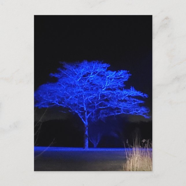 Cartão Postal Árvore pintada azul (Frente)