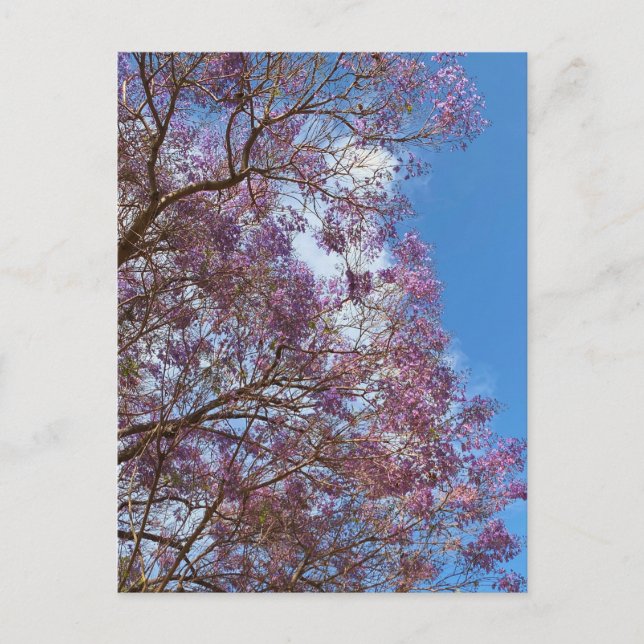 Cartão Postal Árvore púrpura de Jacaranda (Frente)