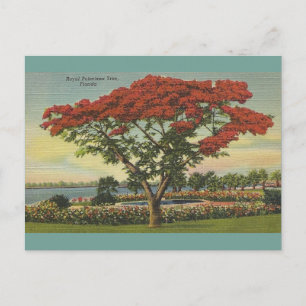 Cartão Postal Árvore Real Poinciana da Flórida