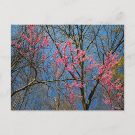 Cartão Postal Árvore Redbud (Cercis) Saindo em Primavera
