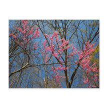 Árvore Redbud (Cercis) Saindo em Primavera