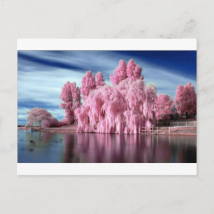 Cartão Postal Árvore rosa