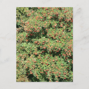Cartão Postal Árvore Rowan Com Berries