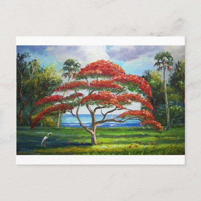 Cartão Postal Árvore Royal Poinciana Mazz (Frente)