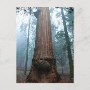 Cartão Postal Árvore Sequoia Gigante em Grant Grove, CA