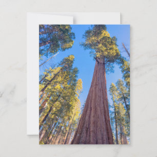 Cartão Postal Árvore Sequoia Gigante sob o Sol