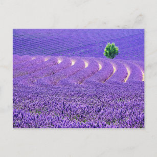 Cartão Postal Árvore solitária no campo da Lavanda, França
