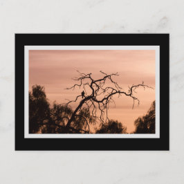 Cartão Postal Árvore Sunset Dramática de Pássaro Gótico