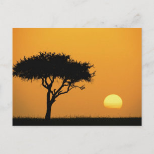 Cartão Postal Árvore única de Acácia silhuetada ao nascer do sol