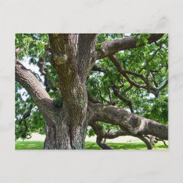 Cartão Postal Árvore velha grande