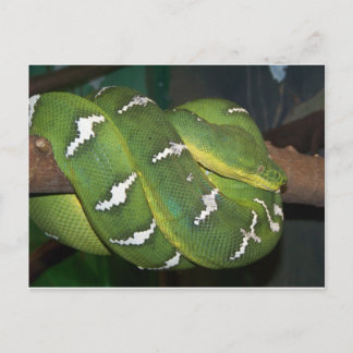 Cartão Postal Árvore Verde Python