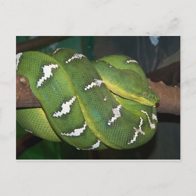 Cartão Postal Árvore Verde Python (Frente)