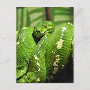 Cartão Postal Árvore Verde Python