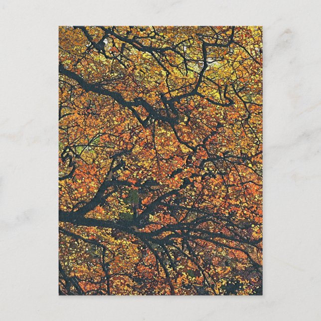 CARTÃO POSTAL ÁRVORES (Frente)