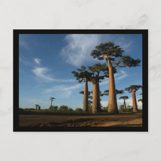 CARTÃO POSTAL ÁRVORES